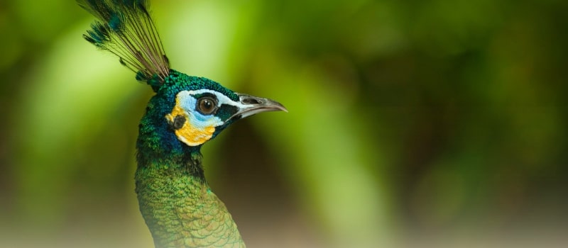 Peacock close-up symbolizing India's rise as Asia’s top venture capital destination