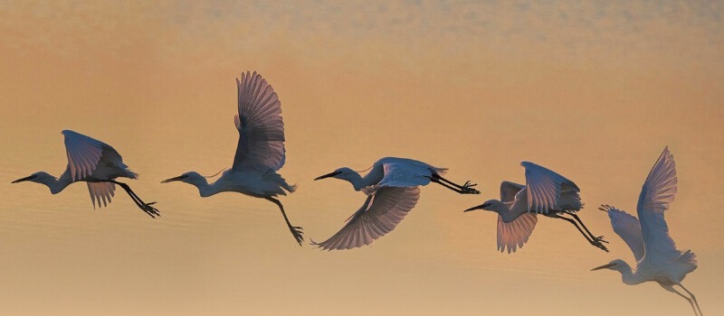 Sequence of birds taking flight at sunset, symbolizing India's booming IPO market, investor exits, and the transition from private to public markets.