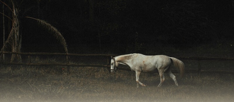 A white horse in a dark, less glamorous setting, symbolizing the fading allure of "unicorn" status in India's private markets