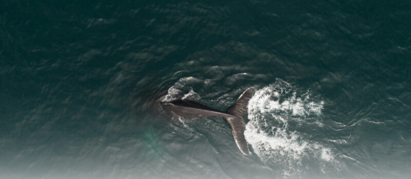 A dynamic aerial view of ocean waves, illustrating the increasing flow and liquidity in private markets, as discussed in the article