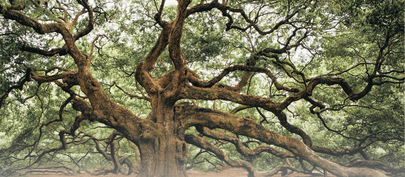 Ancient banyan tree symbolizing India's resilience, stability, and strength in uncertain times.