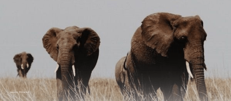 Elephants walking forward in sync, symbolizing India’s coordinated economic momentum.