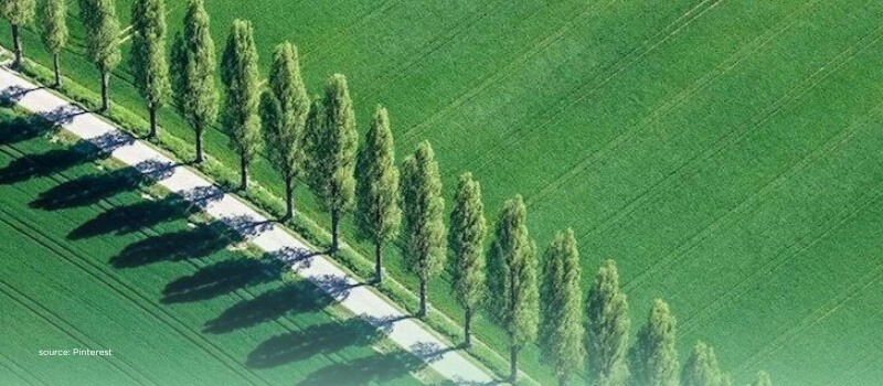 Long tree-lined path symbolizing extended timelines and patient capital in US venture fund cycles.