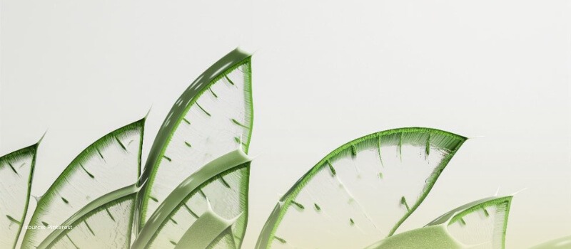 Green aloe-like blades symbolizing sustainability, innovation, and private capital in clean energy.