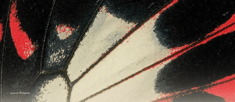 Close-up of butterfly wings in red and black hues, symbolizing transformation and macroeconomic resilience.
