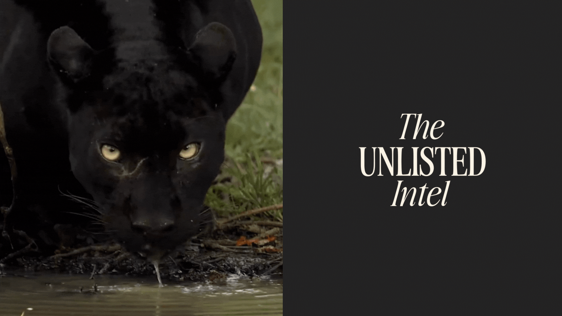 Black panther with The Unlisted Intel logo, symbolizing sharp market insight