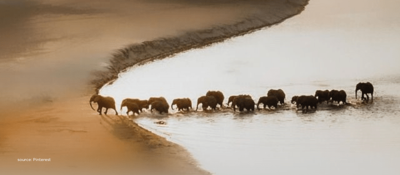 Elephant herd crossing shallow water symbolizing diversified, steady HNI portfolio mix.