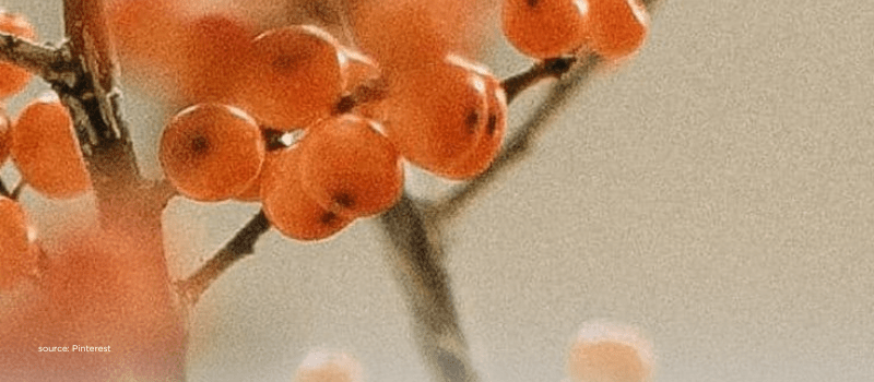 Macro Memo September cover with orange berries symbolizing growth and resilience.