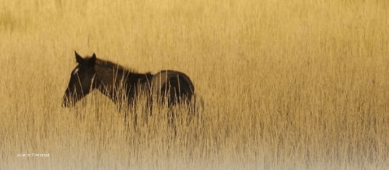 Hidden strength—India emerging as a core allocation in global portfolios.