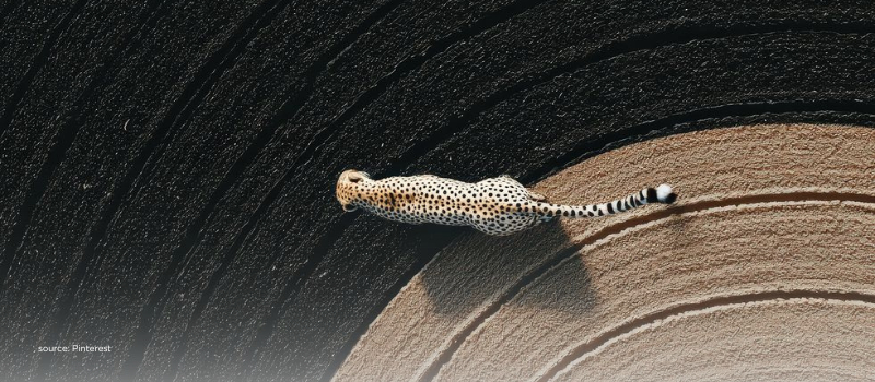 Cheetah sprint symbolizing India’s accelerating growth and market momentum