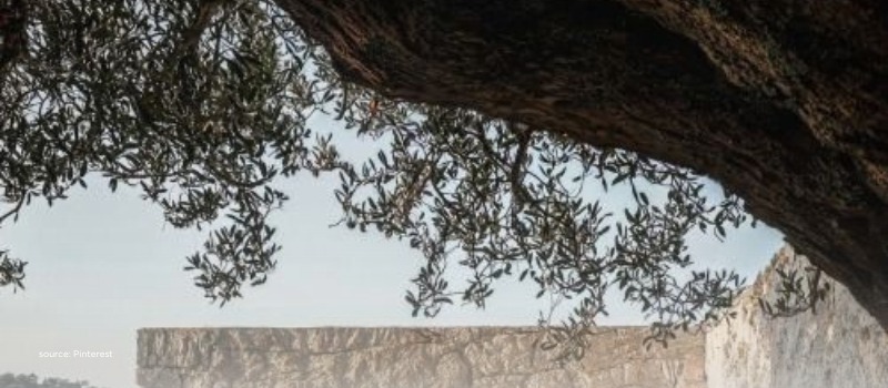 Olive tree over stone wall, evoking resilience and domestic build