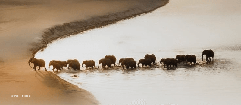 Adaptation herd moves—capital follows real climate needs