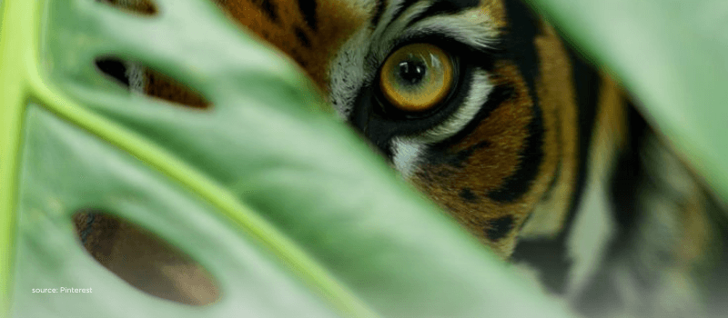 Tiger eye peeking through leaves symbolising sharp macro vigilance in 2025