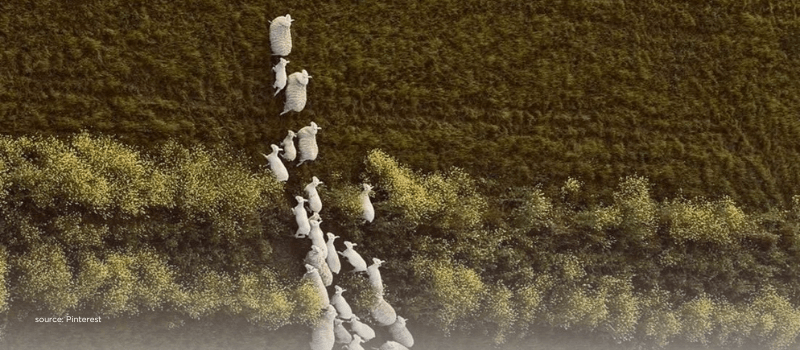 Flock moving in formation portraying steady SIPs with tactical lump-sum shifts