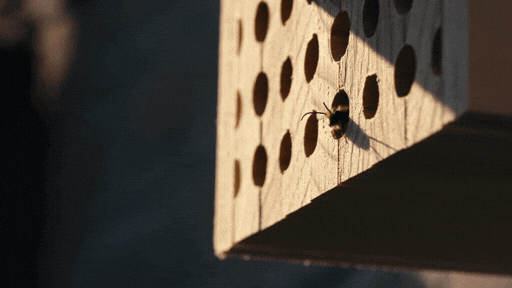 Bee entering a wooden hive, symbolising engineered exit routes.