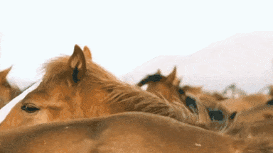 Horses shifting in a rugged landscape, symbolizing resilience in market uncertainty