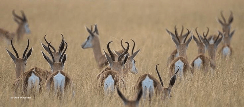 Antelope herd in open grassland, reflecting market signals and price discovery