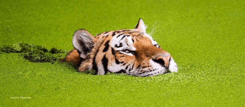 Tiger resting in green water, symbolising strategic calm in India-EU trade realignment.