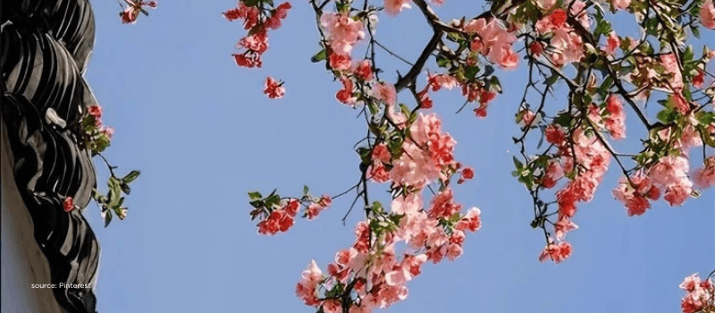 Pink blossoms against open sky, reflecting India’s emergence in global capital thinking.