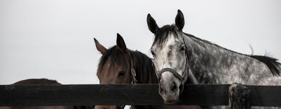 Two horses at a fence, symbolizing employee equity waiting for a path to liquidity