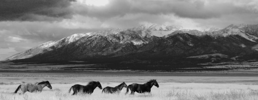 Horses running across open terrain before mountains, symbolizing India's economic momentum