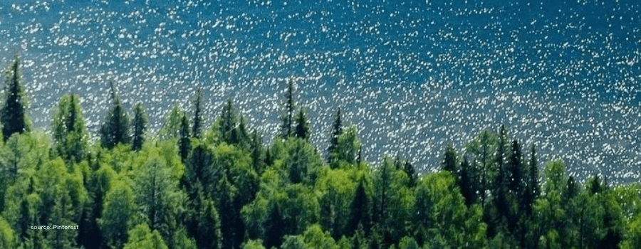 Pine forest beside a sunlit lake, representing India's renewable energy consolidation wave