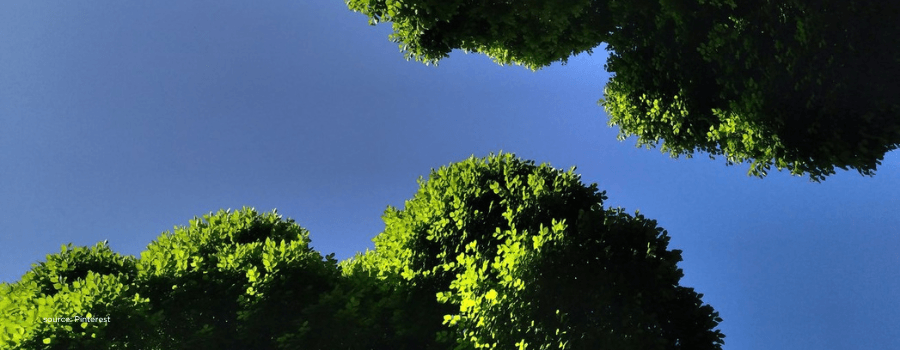 Tree canopies against a clear blue sky, reflecting NIIF's distinct investment strategies