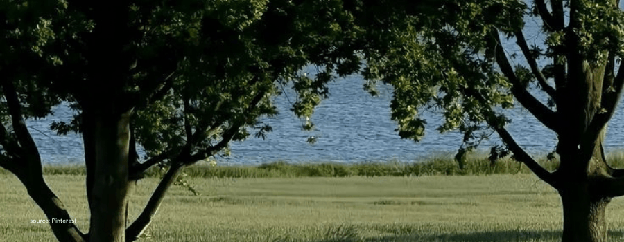 Two trees framing a lake view, reflecting distinct Gen Z consumer motives beyond one segment